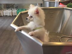 -PETKIT小佩宠物(古北店)