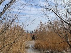 -上海吴淞炮台湾国家湿地公园