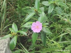 -马峦山郊野公园