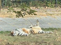 -深圳野生动物园