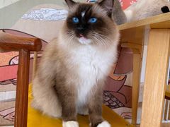 -Let's go狗咖·猫咖·奶狗·桌游(春熙路IFS店)
