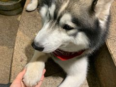 -more than meow吴止猫主题餐厅(承德 中船汇店)