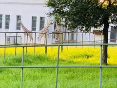 -合肥野生动物园
