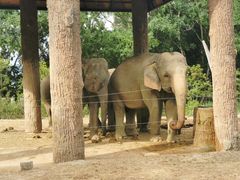 -清迈夜间动物园