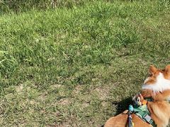 -春花秋色城市公园