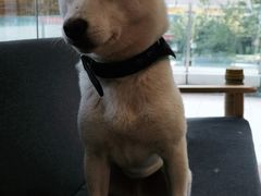-南京Hallo宠物乐园·哈罗犬舍·柴犬繁育基地