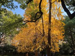 -叶叶菩提·晋福宫