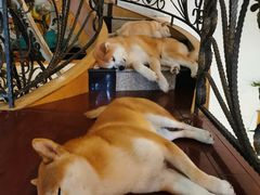 -喜柴咖啡·柴犬狗咖