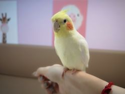 -Moni星球萌宠·小马宝莉·灵蛇·高端高阶全萌宠互动体验俱乐部(红豆国际广场店)