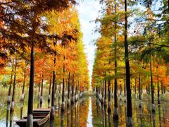 -泗洪洪泽湖湿地景区