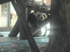-成都动物园
