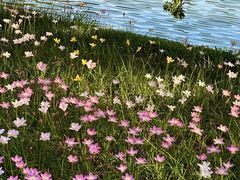 -深圳仙湖植物园