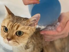 -momokira米努特·德文卷毛猫·棉花面纱犬