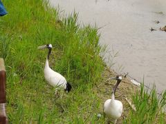 -盐城丹顶鹤湿地生态旅游区