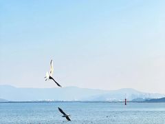 -深圳湾公园(南山区)