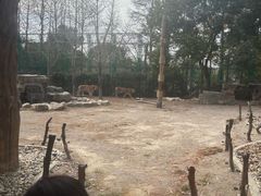 -上海野生动物园老虎餐厅