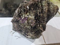-海盗餐厅