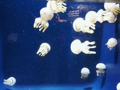 -西雅图水族馆