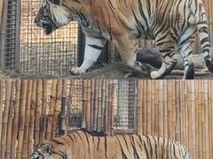 -红山森林动物园