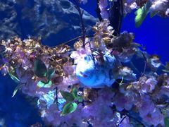 -海合安武汉极地海洋公园
