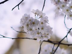 -高东镇樱花园
