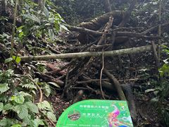 -西双版纳原始森林公园