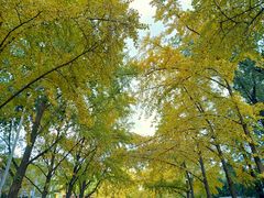 -三里屯东五街银杏大道