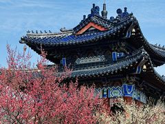 -梅花山(明孝陵内)