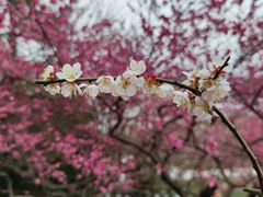 -白塘生态植物园