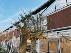 -海上花岛玫瑰园采摘