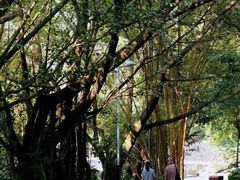 -水濂山森林公园