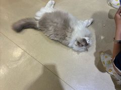 -藏猫猫咖啡主题馆(中央大道店)
