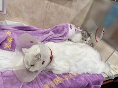 -宠爱国际动物医院· 猫科· 外科·中兽医(长白店)