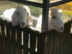 -上海大自然野生昆虫馆(东方明珠·爬宠昆虫探索中心)