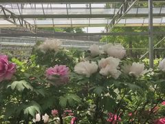 -洛阳市牡丹公园
