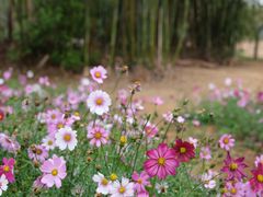 -天适樱花悠乐园