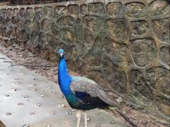 -燕塞湖鸟语林景区