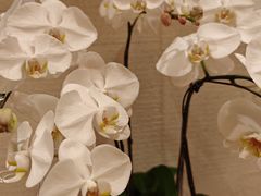 -翡翠36酒吧(浦东香格里拉店)