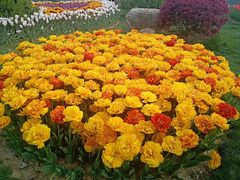 -大塘金香草谷