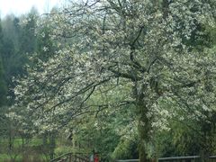 -武陵山森林公园