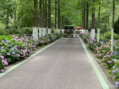 -合肥滨湖国家森林公园