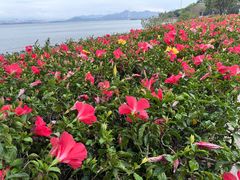 -深圳湾公园(南山区)