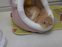 -糯米喵星人总部直营旗舰店·猫舍·幼猫出售