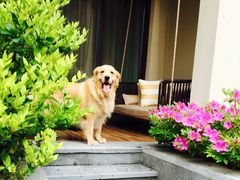 -上海崇明金茂凯悦酒店