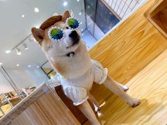-柴源莊·柴小宠柴犬咖啡