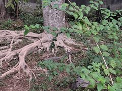 -野象谷景区