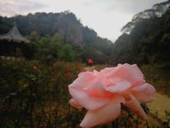 -广州市石门国家森林公园