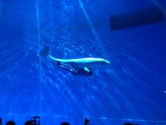 -芜湖新华联大白鲸海洋公园