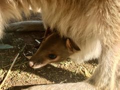 -费瑟代尔野生动物园