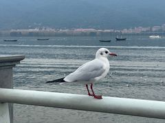 -海埂大坝
